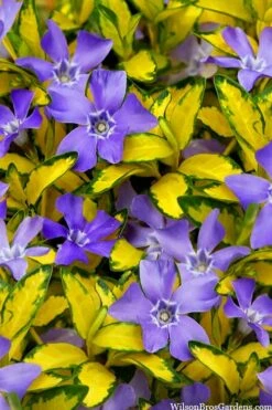 Illumination Variegated Periwinkle (Vinca Minor) - 5 Pack Of Pint Pots -Flora Bloom Shop vinca minor illumination 10 1
