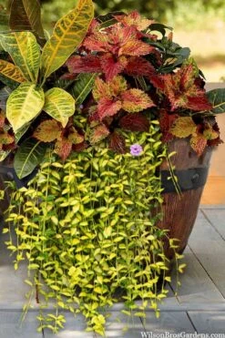 Illumination Variegated Periwinkle (Vinca Minor) - 5 Pack Of Pint Pots -Flora Bloom Shop vinca minor illumination 7 1