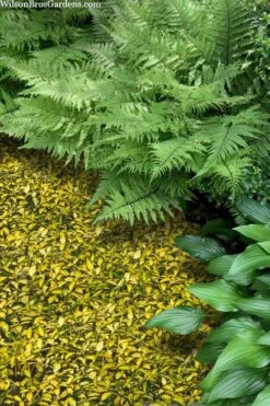 Illumination Variegated Periwinkle (Vinca Minor) - 5 Pack Of Pint Pots -Flora Bloom Shop vinca minor illumination 8 1