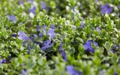 Ralph Shugert Variegated Periwinkle - Vinca Minor - 3 Pack Of Pint Pots -Flora Bloom Shop vinca minor ralph shugert variegated evergreen periwinkle 3