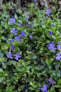 Ralph Shugert Variegated Periwinkle (Vinca Minor) - 10 Pack Of Pint Pots -Flora Bloom Shop vinca minor ralph shugert variegated evergreen periwinkle 4 1