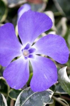 Ralph Shugert Variegated Periwinkle (Vinca Minor) - 10 Pack Of Pint Pots -Flora Bloom Shop vinca minor ralph shugert variegated evergreen periwinkle 6 1