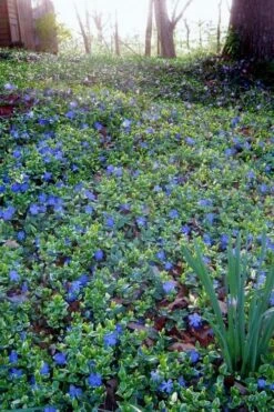 Ralph Shugert Variegated Periwinkle - Vinca Minor - 3 Pack Of Pint Pots -Flora Bloom Shop vinca minor ralph shugert variegated evergreen periwinkle 7