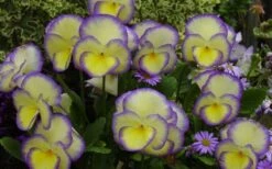 Etain Hardy Viola - 5 Pack Of Quart Pots -Flora Bloom Shop viola etain 2