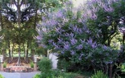 Shoal Creek Chaste Tree (Vitex) - 6 Pack Of 1 Gallon Pots -Flora Bloom Shop vitex agnus castus shoal creek chaste tree 53