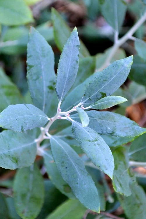 Woodlanders Blue Dusty Zenobia (Honeycup) - 3 Gallon Pot 6 Woodlanders Blue Dusty Zenobia (Honeycup) - 3 Gallon Pot - Image 6