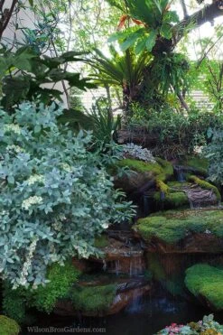 Woodlanders Blue Dusty Zenobia (Honeycup) - 3 Gallon Pot 11 Woodlanders Blue Dusty Zenobia (Honeycup) - 3 Gallon Pot -Flora Bloom Shop zenobia woodlanders blue 25